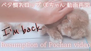 うさぎのガチ寝熟睡⁈好き放題撫でられる！目瞑り可愛い姿に癒されて♡【動画再開】