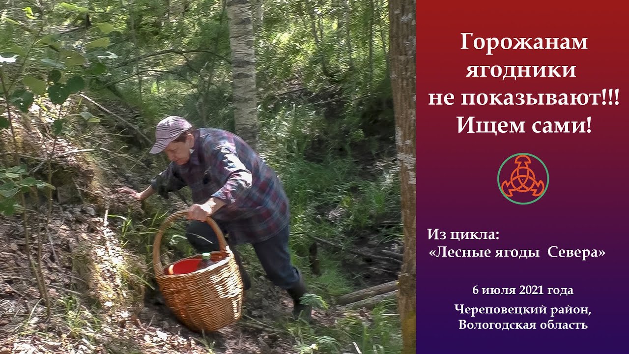 Горожанам ягодники не показывают! Ищем сами! Лесные ягоды: морошка и клюква