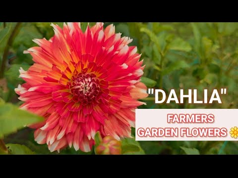 BESUCH EINER BLUMENGARTENFARM #zinnia