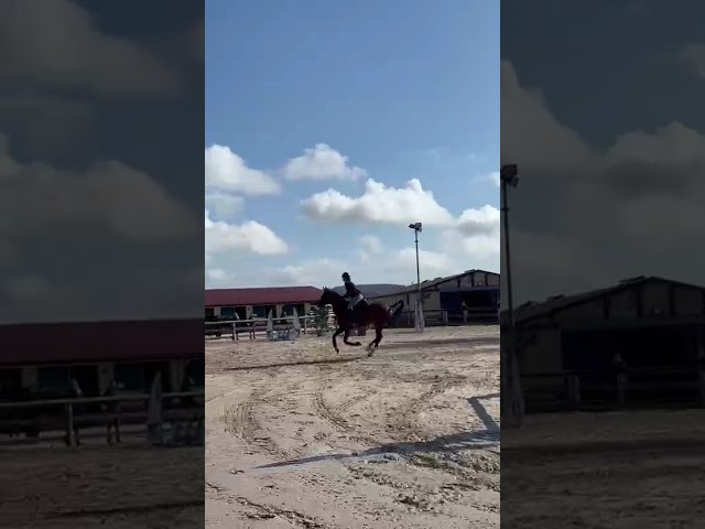 Vente cheval CSO Hunter