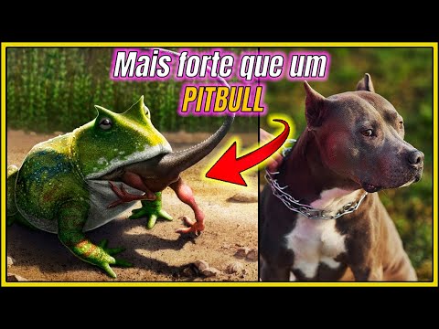 This demon frog ate dinosaurs (Beelzebufo)