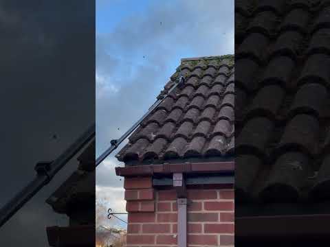 Safe moss removal from roof tiles using compressed air 💨🏡