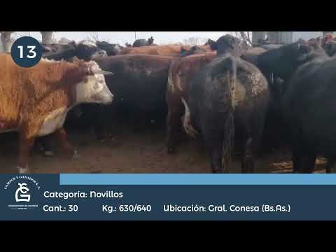 Lote Novillos UE Hilton - Conesa, San Nicolas Bs As