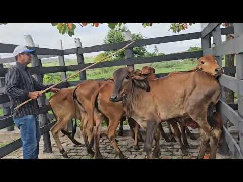 Feira do gado em Quebrangulo Al, dia 07/03/2026.