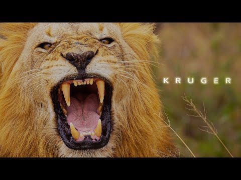 Kruger 4K