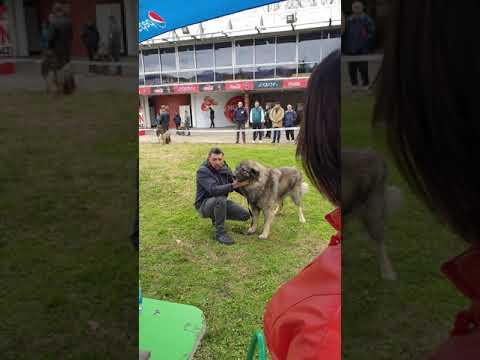 Part od Stankovića, vlasnik Mensur Delibašić