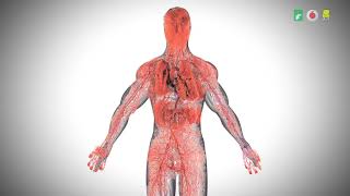 Circulatory System (Marathi) | रक्ताभिसरण संस्था