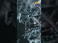 Snowflakes Forming Shorts