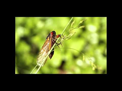 Cykady w Grecji (Magicicada)