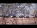 Hartverscheurende beelden van verbrande dieren in Australië