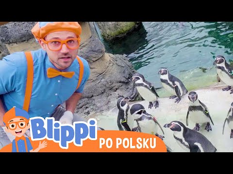 Poznajmy pingwiny! | Blippi po polsku | Nauka i zabawa dla dzieci