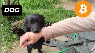 🔥BİTCOİN FIRSAT VERİYOR DOGE COİN #dog köpek