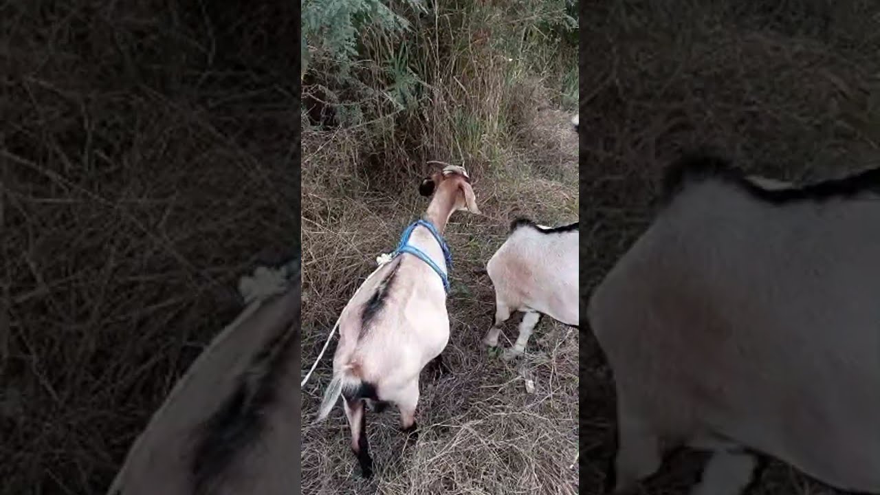 Pastoreando a nuestra cabra🐐mascota y sus cabritos, día fresquito con nubes ⛅ y sol
