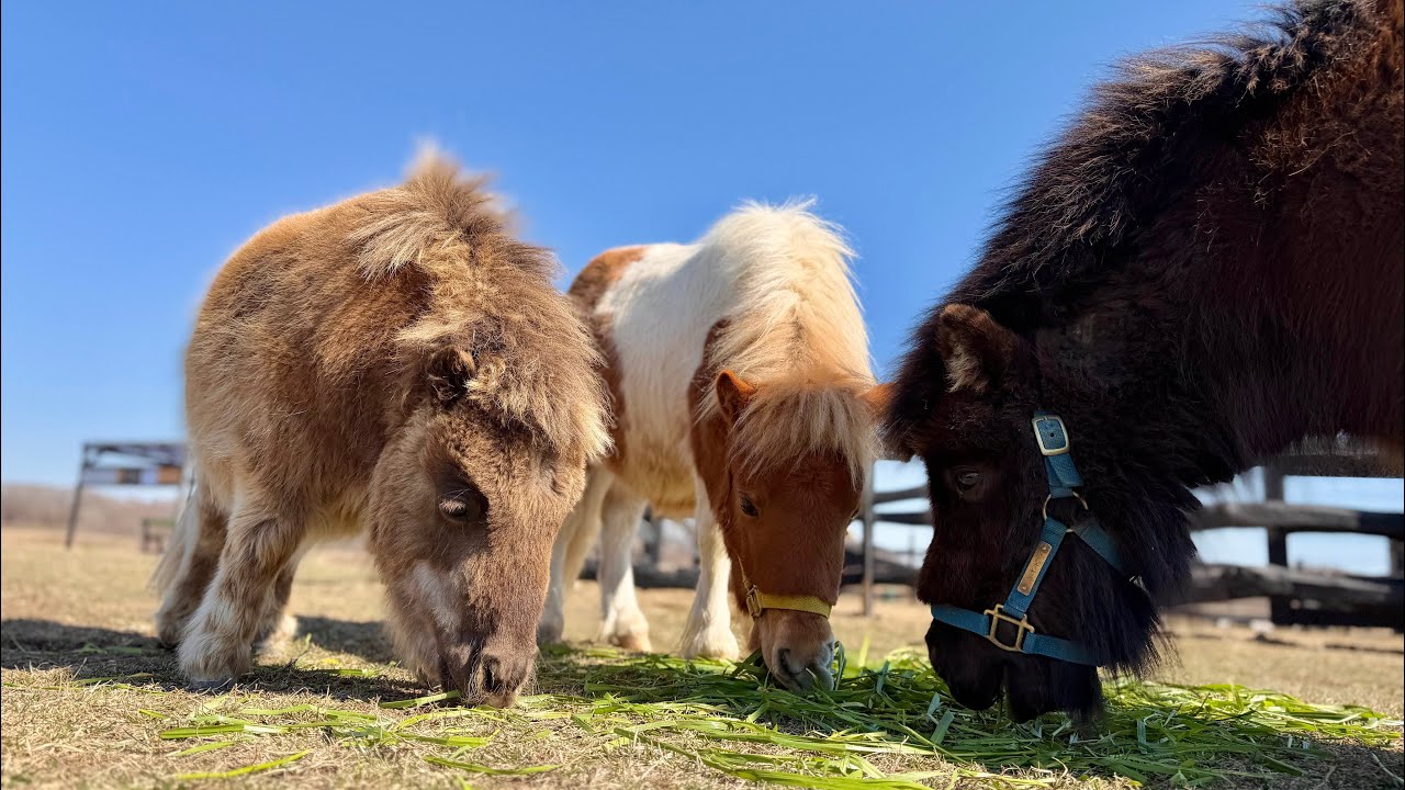 生牧草キター！！！！全員集合幸せタイム☘️