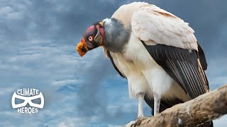 Why We Should Save the Vultures