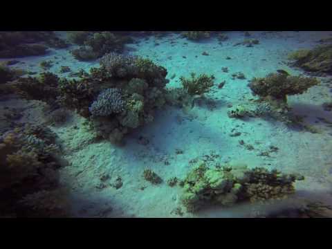 Chasing Giant Porcupine Puffer Fish