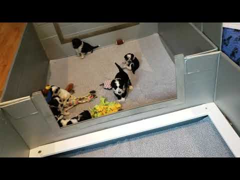 download lagu mp3 mp4 Puppy Play Groups San Diego, download lagu Puppy Play Groups San Diego gratis, unduh video klip Puppy Play Groups San Diego