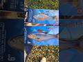 NEW Zman SHADTRON LT Swimbaits Lure Swimbait New Fishing Shad Fish Fun Texas Outdoors Zman