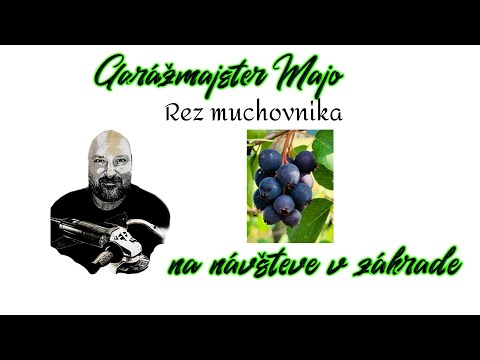 rez muchovnika