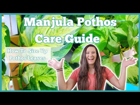 Manjula Pothos Care Guide | Basic Care | Great For Beginner Plant Parents