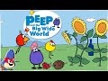 Peep And The Big Wide World Games PBS Kids PBS Kids Games Memory Lane Game