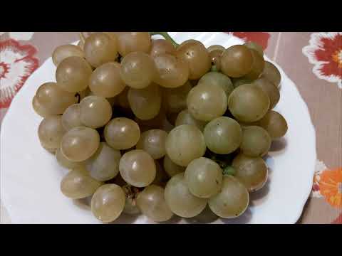 Jak nastawić wino z białych winogron? Domowe białe wino🥂