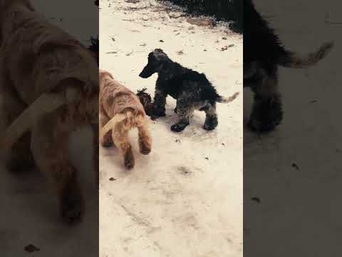 Perros Cocker Spaniel Inglés en venta