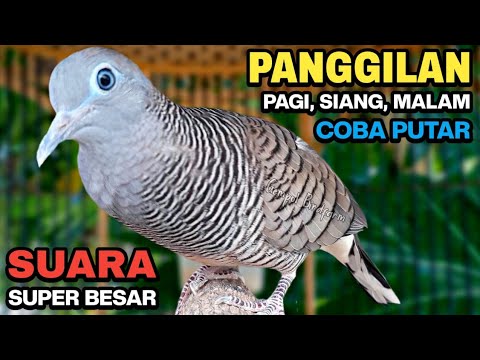 Perkutut Lokal Gacor Suara Kung Besar Pancingan Burung Perkutut Agar Bunyi.