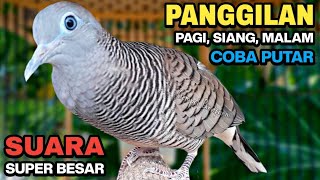 Download lagu Perkutut Lokal Gacor Suara Kung Besar Pancingan Burung Perkutut Agar Bunyi. mp3