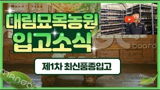 나무상태 최고 ! 수국, 붓들레아가 저희 농원을 찾아왔습니다 ~!!