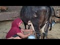 Women Hf Cow Milking By Hand
