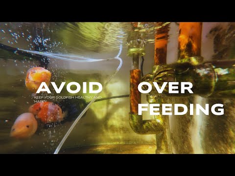 Keep Your Goldfish Healthy – Essential Feeding Rules