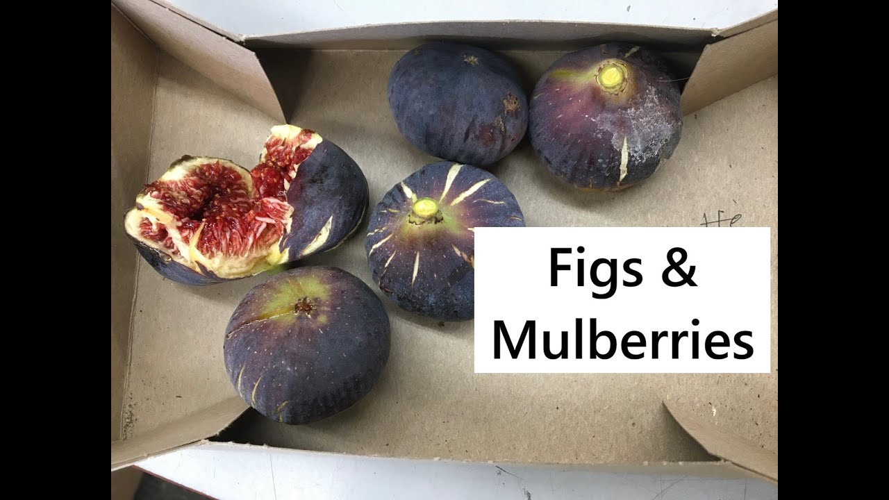 Figs & Mulberries