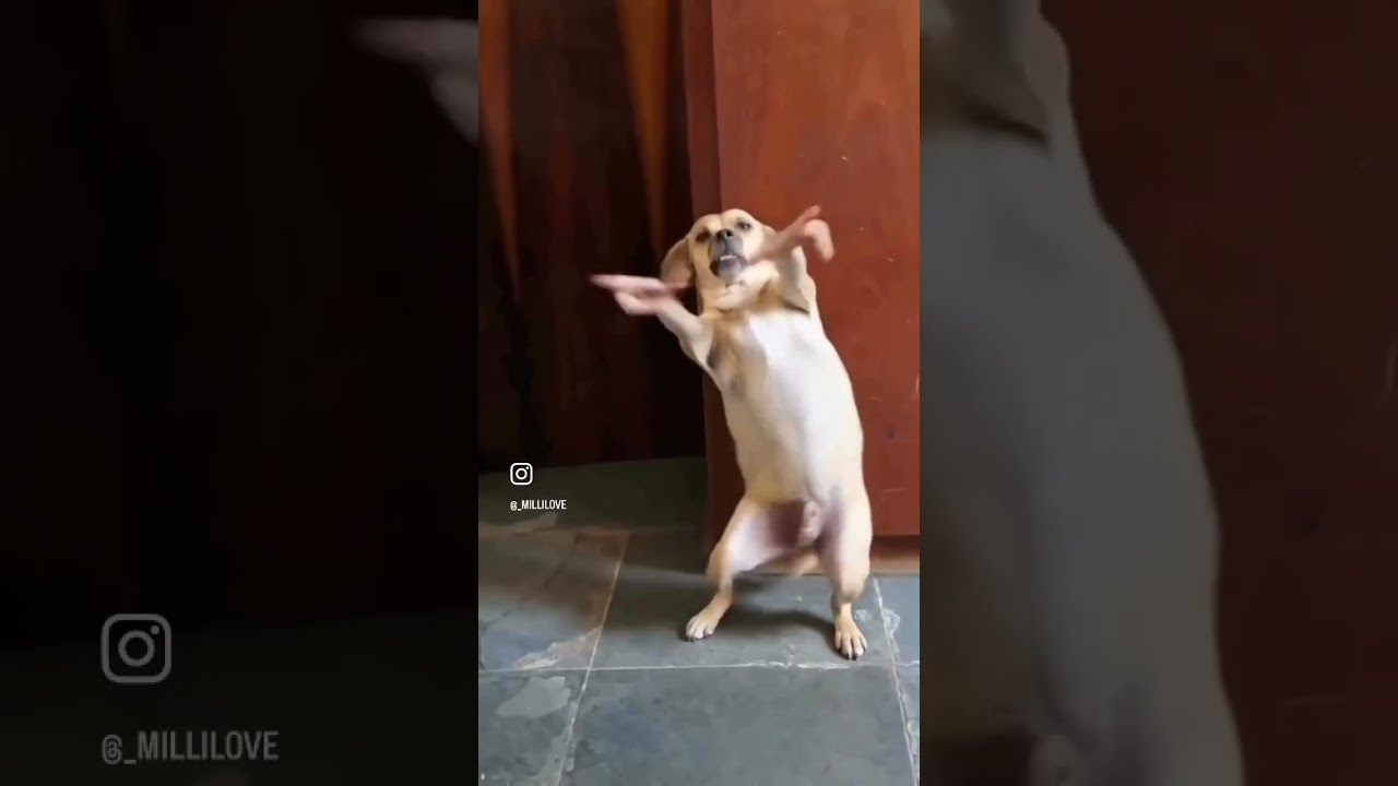 Imagine If This Was Real 🤣