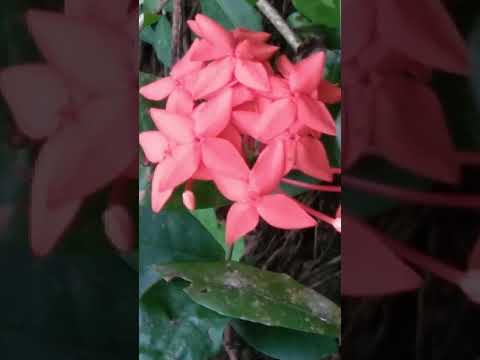 Thechi flower(Botanical name) - Ixora coccinea Attracts +ve energy and good fortune