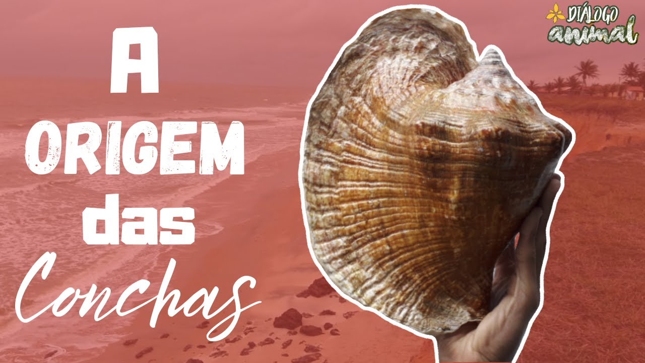 Você sabe de onde vem as conchas