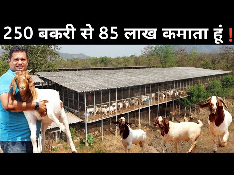 3 लाख महीने की नौकरी छोड़ अपने गांव में आकर शुरू किया Goat Farming Business | African Boer Goat Farm