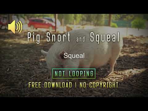 Pig Snort and Squeal - Free SFX - No Copyright