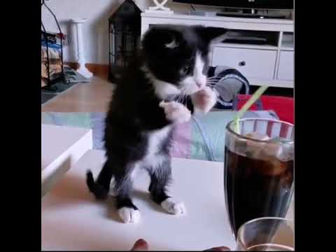 Kitten trying to drink pepsi with a straw