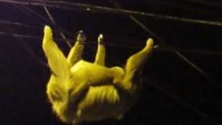 preview picture of video 'Two-Toed Sloth with Baby Walking the Telephone Lines of Cahuita, Costa Rica'