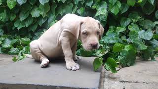 Alangu Mastiff Puppies Videos