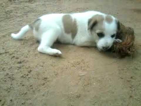 cute dog lucky (savitri)