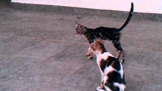 preview picture of video 'Greek Street Cats'
