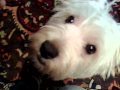 Il Cane Di Babbo Natale Barney Mp4