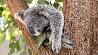 5 Things to Do in Sydney, Australia