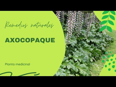 AXOCOPAQUE | Planta medicinal