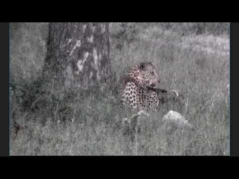 djuma dam cam march 3 2018 - hukumuri hyenas ellie and tingana,s kill