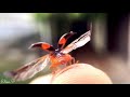 Breathtaking Ladybug Fold Their Wings & Take Off – Macro Slow Motion