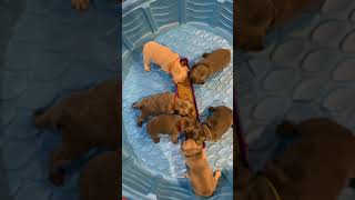 Video preview image #4 French Bulldog Puppy For Sale in SAN DIEGO, CA, USA