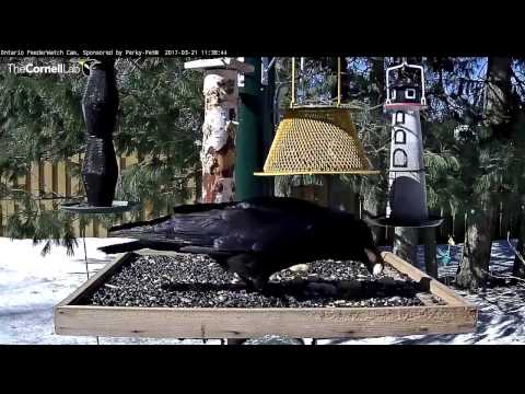 American Crow Pilfers Peanuts From Tray – Mar. 21, 2017